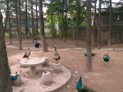 android_upload_pic-罗庄动物园