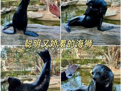 -灵玲国际马戏城