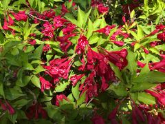 -大兴滨河森林公园