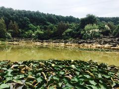 -铁山坪森林公园