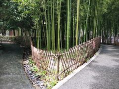 -陈家山荷花公园