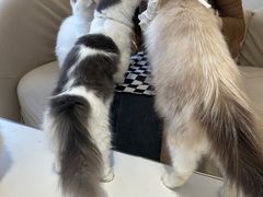 -怪兽屋·羊驼·猫咖·狗咖(俊华广场店)