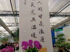 -荷兰花海