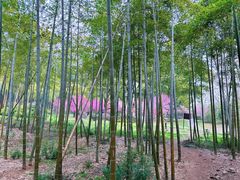 -苏州上方山国家森林公园