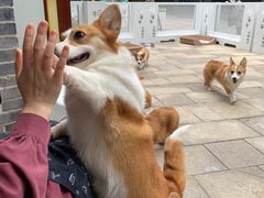 -柯斗斗主题餐厅·狗咖·围炉煮茶·茶饮(国瑞升平里店)