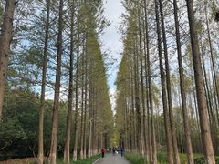 -昆山城市生态森林公园