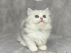 -小猫来了·猫舍(红山六九七九店)