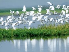 -湖南东洞庭湖国家级自然保护区