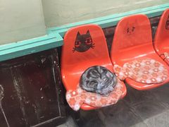 -猫咪博物馆(顶澳仔猫街店)