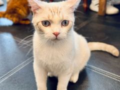 -猫小院猫主题餐厅(南锣旗舰店)