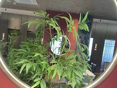 -7号院家宴.烧鸽子(门头沟店)