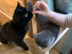 -滚猫咖啡·猫咖·猫友好撸猫(未来城店)