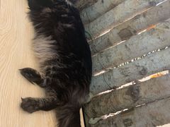 -酷豆宠物咖啡·宠物美食·撸猫馆