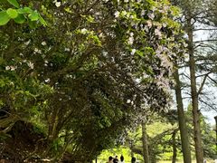 -庐山风景区花径公园