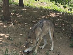 -大连森林动物园