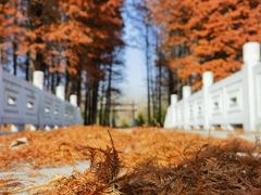 -溱湖国家湿地公园