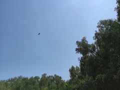 -大亚湾红树林城市湿地公园
