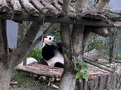 -成都大熊猫繁育研究基地