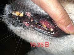 -睿金宠物医院·CT·肿瘤·骨外科