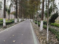 -合肥滨湖国家森林公园