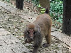 -苏州上方山国家森林公园