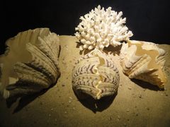 -亚龙湾中心广场·贝壳馆