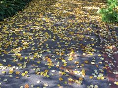 -斐兹洛伊花园