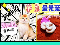 -十年猫舍·猫咪专门店(普陀店)