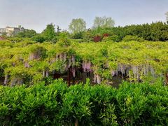 -嘉定紫藤园