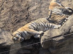 -大连森林动物园