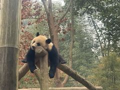 -都江堰中华大熊猫苑