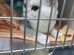 -美联众合动物医院·24h转诊中心
