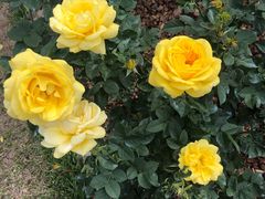 -人民公园(罗湖区)