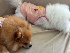 -怪兽屋·羊驼·猫咖·狗咖(俊华广场店)