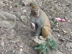 -黔灵山公园