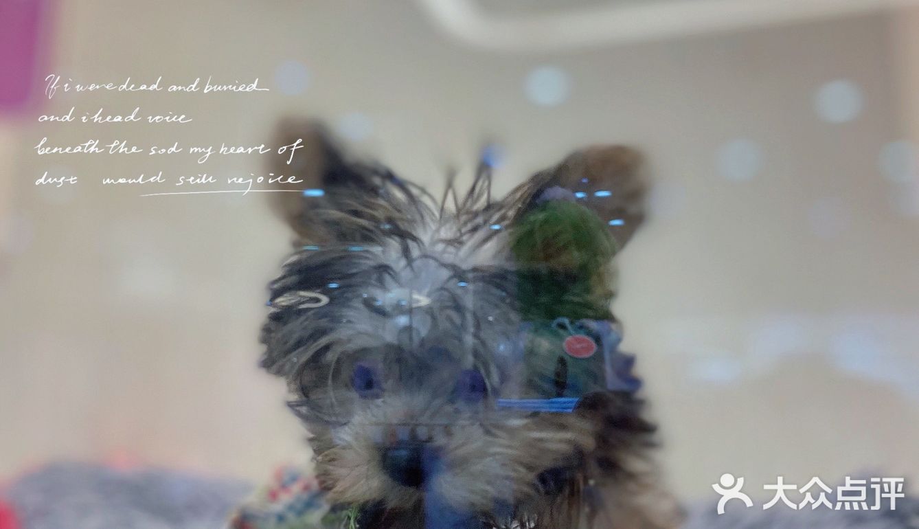 猫猫🐱狗狗🐶，更爱哪个？