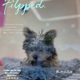 猫猫🐱狗狗🐶，更爱哪个？