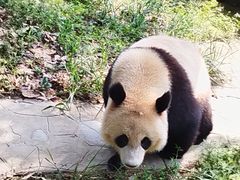 -都江堰中华大熊猫苑