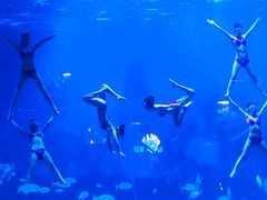 -烟台海昌鲸鲨海洋公园