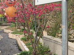 -桃源山庄·水蜜桃采摘·柴火鸡·烧烤团建(龙泉山店)