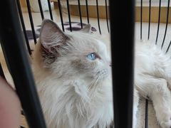 -飞行喵MR PILOT|猫舍·猫咖(静安大融城店)