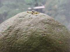 -上海龙吴水胜海发市场