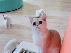 -Bastet sally猫舍购宠(静安店)