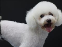 -瑞鹏宠物医院犬猫全科(真大分院)