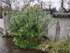 -郫都区农科村景区