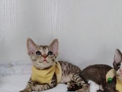 -Bastet sally猫舍购宠(静安店)