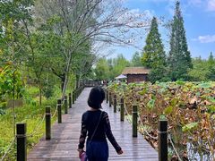 -溱湖国家湿地公园