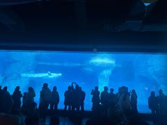 -海合安武汉极地海洋公园