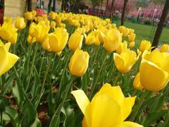 -洛阳郁金香牡丹园