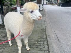 -J Create城市露营咖啡·简餐·宠物(上海动物园店)